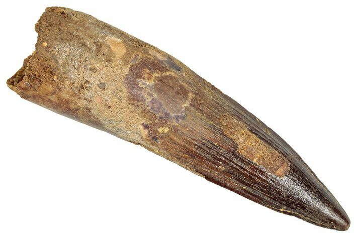Fossil Spinosaurus Tooth - Real Dinosaur Tooth #348597
